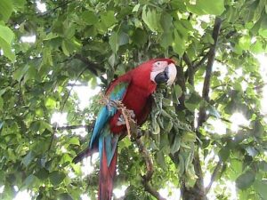 parco-dei-pappagalli
