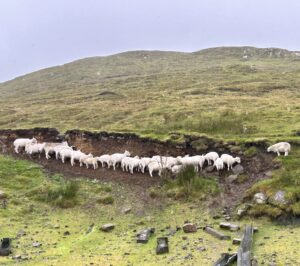 pecore cercano riparo da pioggia e vento nelle Highlands